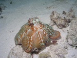 Octopus Puffing