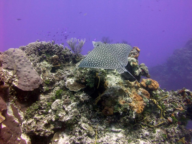 Spotted Eagle Ray on Reef