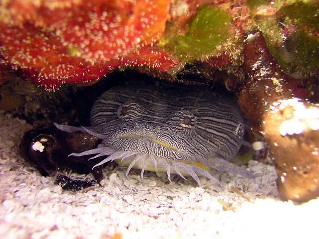 Splendid Toadfish