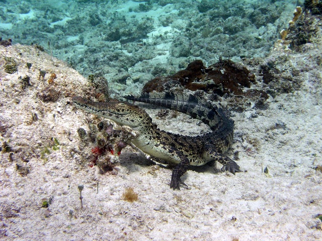 Saltwater Crocodile