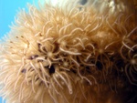 Macro Shot of Coral