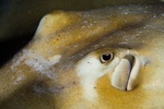 Sting Ray Eye