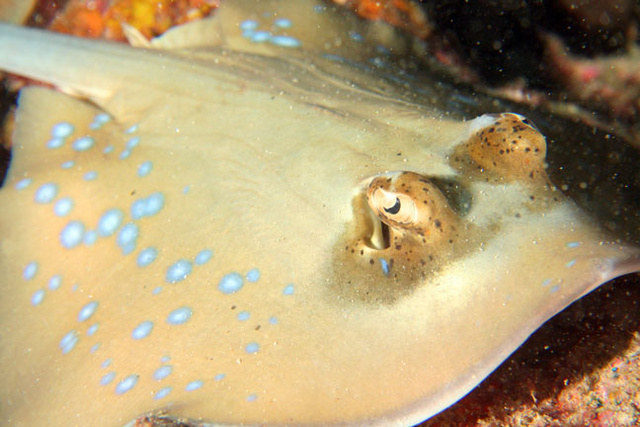 blue spot stingray