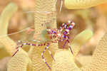 sizedAnemone Shrimp