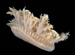 Upsidedown Jellyfish