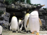 Highlight for Album: Penguins Exhibit